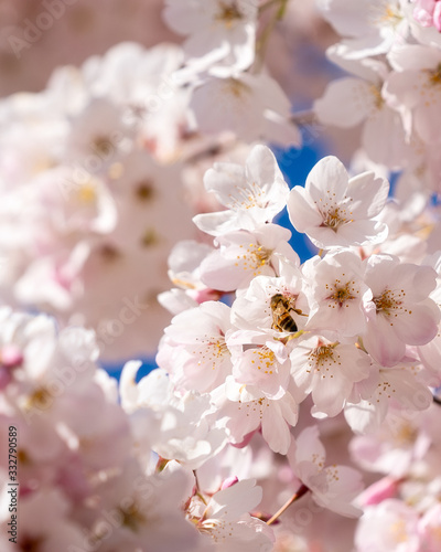 Bees on Cherry Blossoms in Portland, Oregon