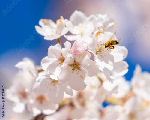 Bees on Cherry Blossoms in Portland  Oregon
