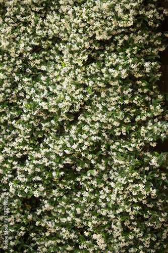 Jasmine plant in flower © Steve Lovegrove