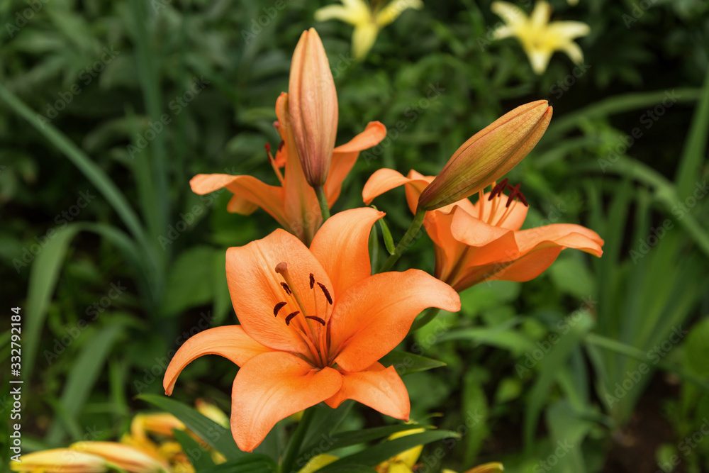 Orange Easter Lily flowers in garden. Lilies blooming close up Orange Easter Lily flowers in garden. Lilies blooming close up