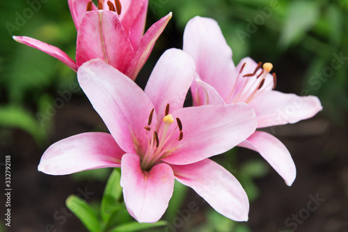 Pink Easter Lily flowers in garden. Lilies blooming close up © Viktor Iden