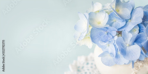 Spring background with Soft blue Hydrangea (Hydrangea macrophylla) or Hortensia flower photo