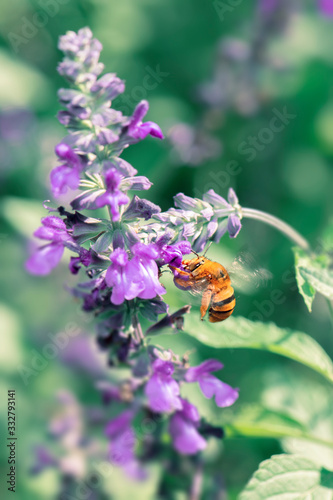 Teddy Bear Bee also known as Amegilla bombiformis. photo