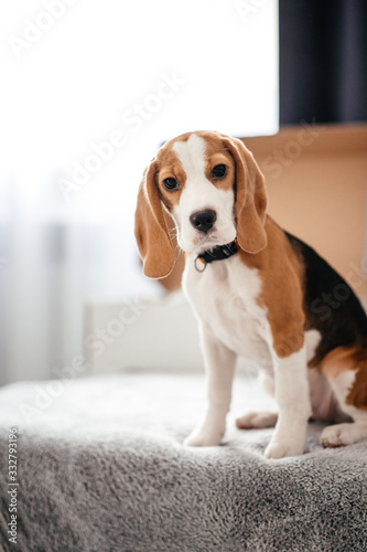 Portrait of a cute beagle puppy on a sofa, indoors