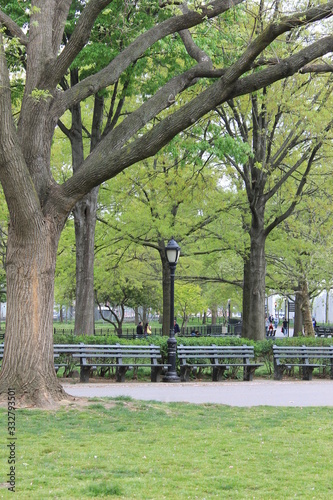 trees in the park