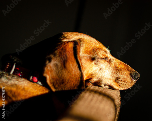 Dog Napping in the Afternoon