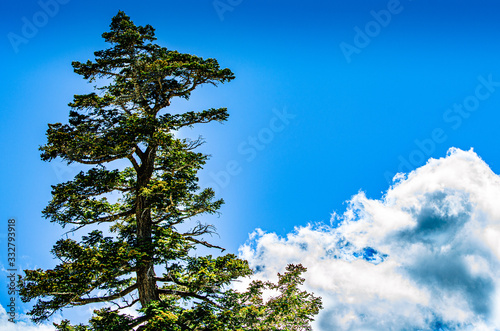 A Tree in front of a Beautiful Sky