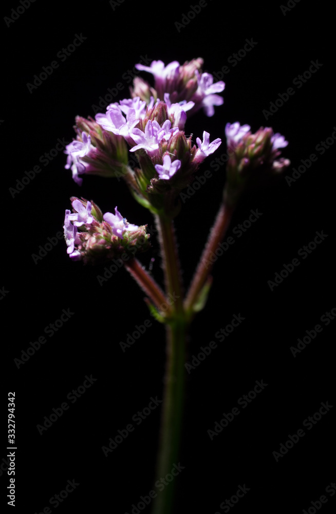 Obraz premium ピンクの花