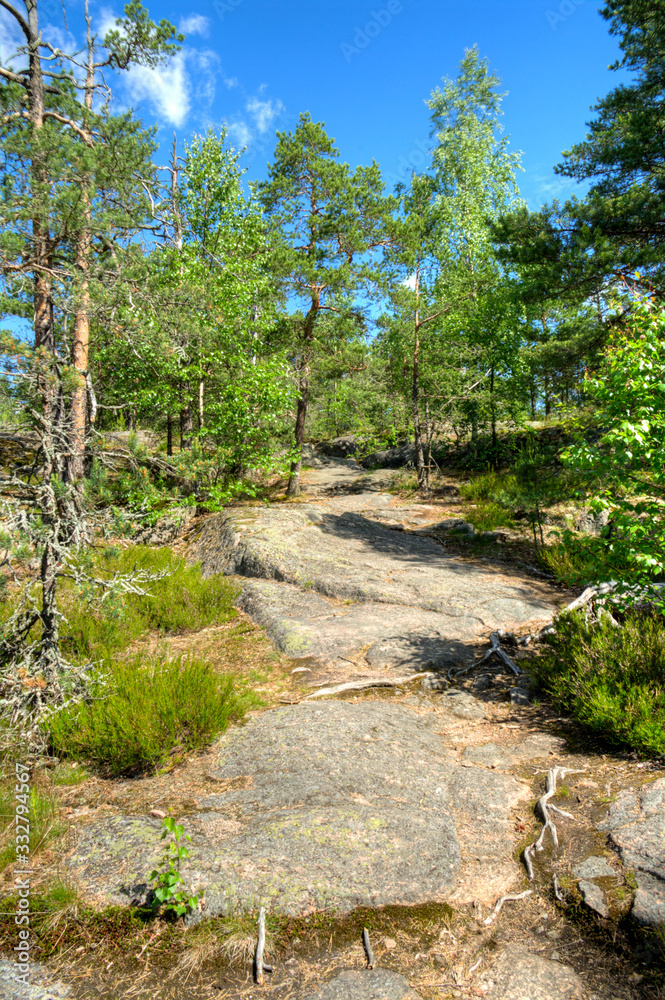 in the woods in the woods