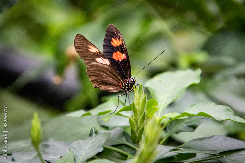 Naklejka premium butterfly on a flower