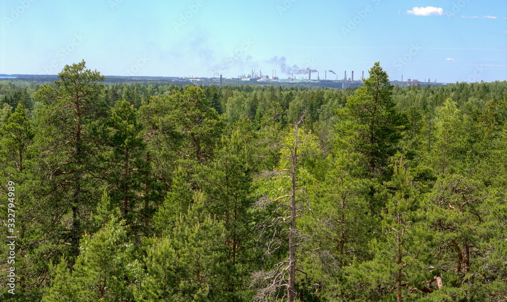 Fototapeta premium in the woods