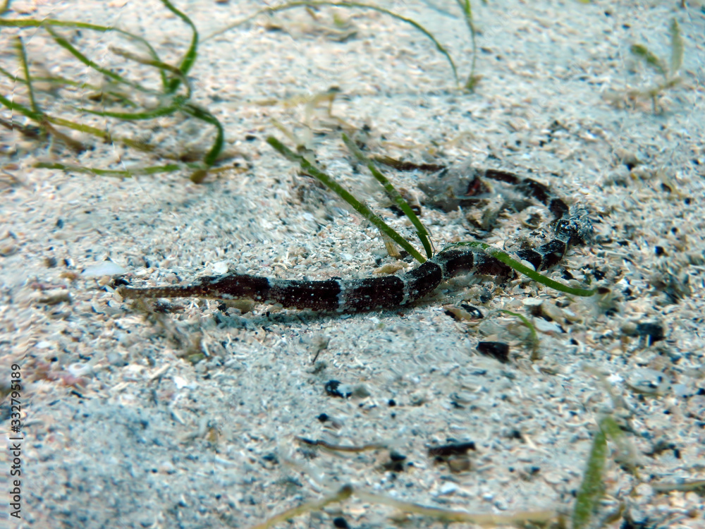 Fototapeta premium Snake fish, Beautifully camouflaged