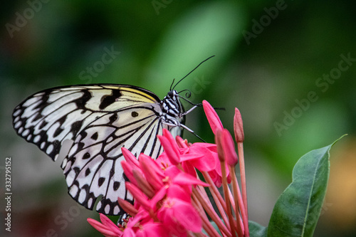 butterfly on a flower