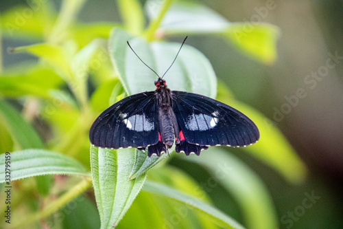 butterfly on a flower