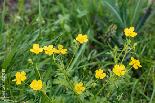 Meadow buttercups, yellow flowers