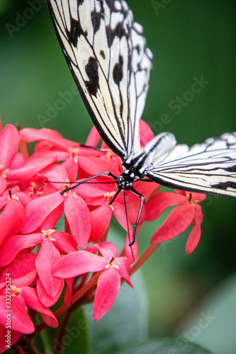butterfly house plants
