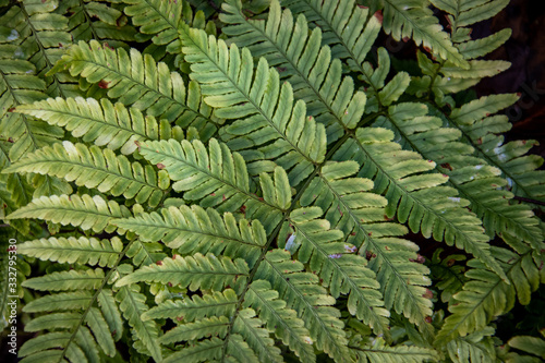 butterfly house plants