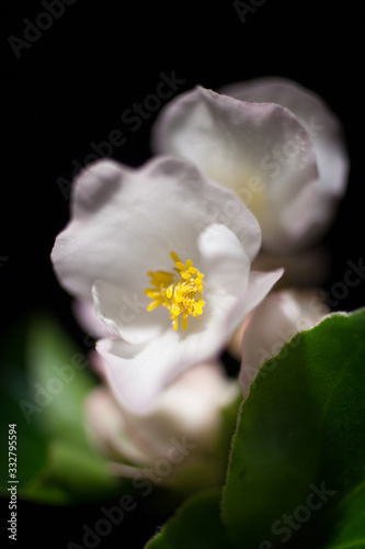 薄いピンクの花