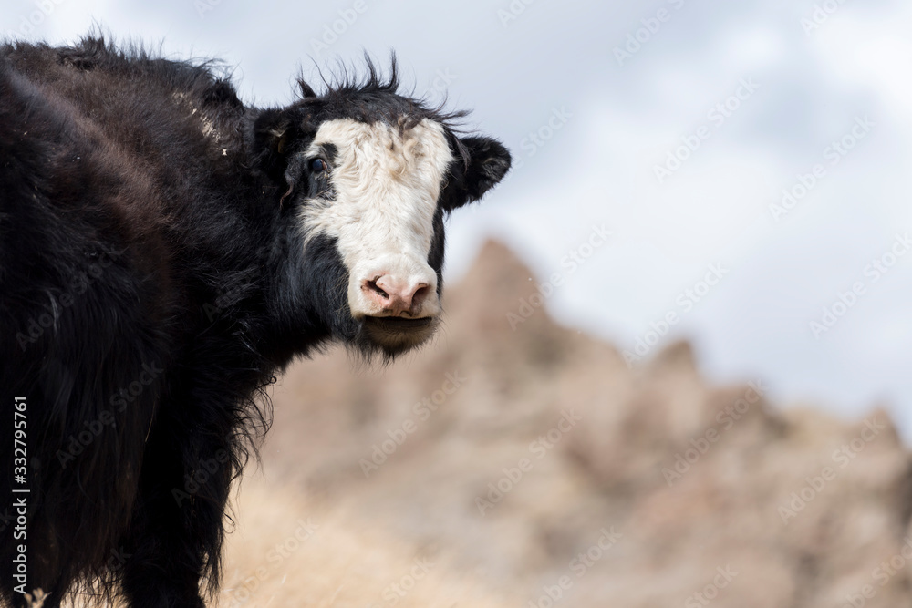 Fototapeta premium Portrait of yack and yacks grazing in central-asian alpine autumn winter landscape in the Tian Shan Mountains