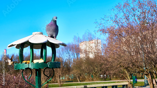 Photography bird feeder in the lilac garden of moscow