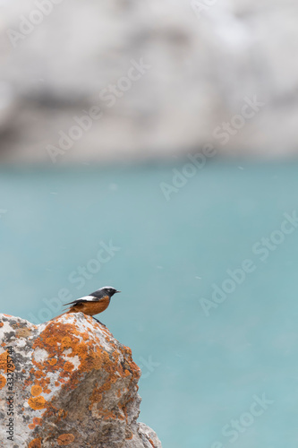 Male Güldenstädt's redstart  against the blue background of alpine Klake Kol Suu in Kyrgyzstan. photo