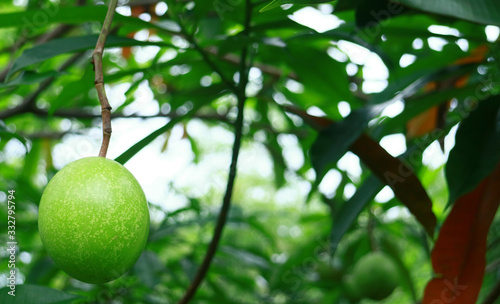 Cerbera manghas or bintaro fruit on tree in Depok  West Java. 