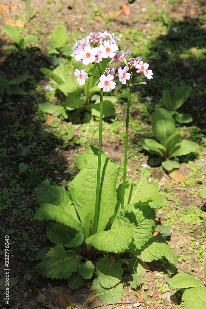 高く茎を伸ばして花を咲かせるクリンソウ