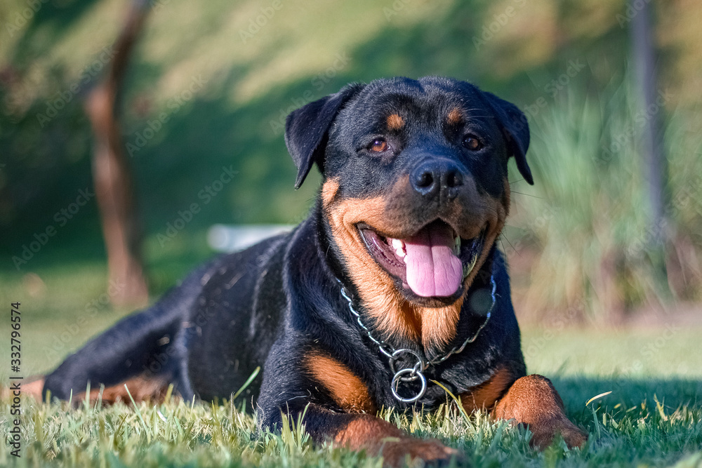 rottweiler fun rottweiler fun