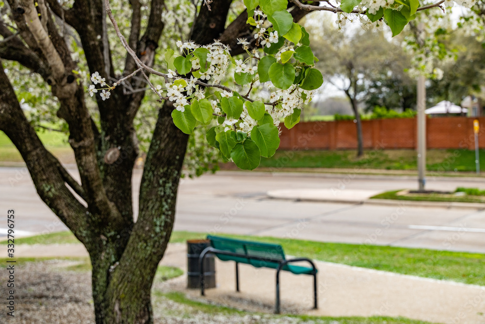 Green park bench under a cherry blossom tree Green park bench under a cherry blossom tree