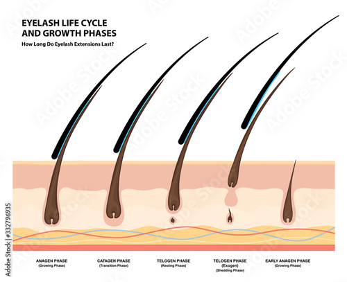Fotografia Eyelash Life Cycle and Growth Phases