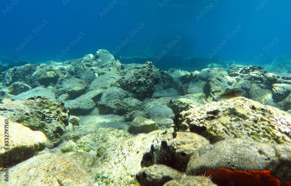 Fototapeta premium Underwater Scene Background, Diving