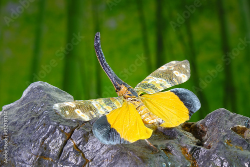 Dark-horned Lantern-fly (Pyrops spinolae), The unicorns of the insect world. Selective focus, blurred background with copy space. photo