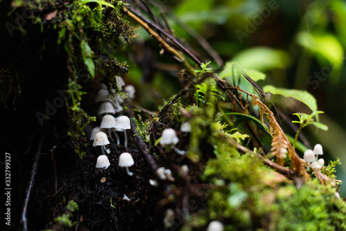 little mushroom in the rainforest