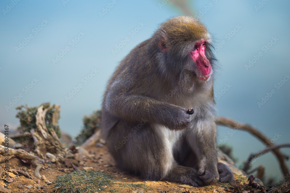 Portrait of Eating Japanese Macaque On Tree at Arashiyama Monkey Park Iwatayama in Kyoto, Japan Portrait of Eating Japanese Macaque On Tree at Arashiyama Monkey Park Iwatayama in Kyoto, Japan