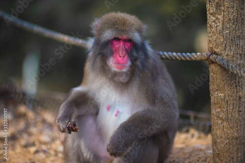 Portrait of Sitting And Eating Japanese Macaque On Tree at Arashiyama Monkey Park Iwatayama in Kyoto, Japan. © danmorgan12