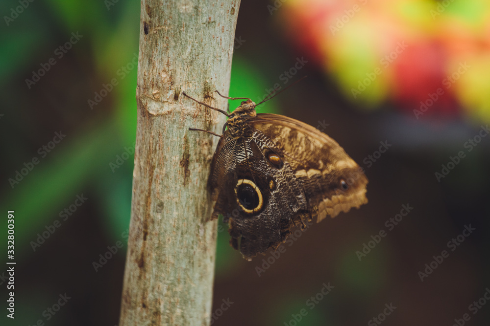 Fototapeta premium A beautiful butterfly sits on a flower