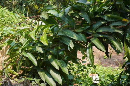 leaves of the mango tree in the orchard
