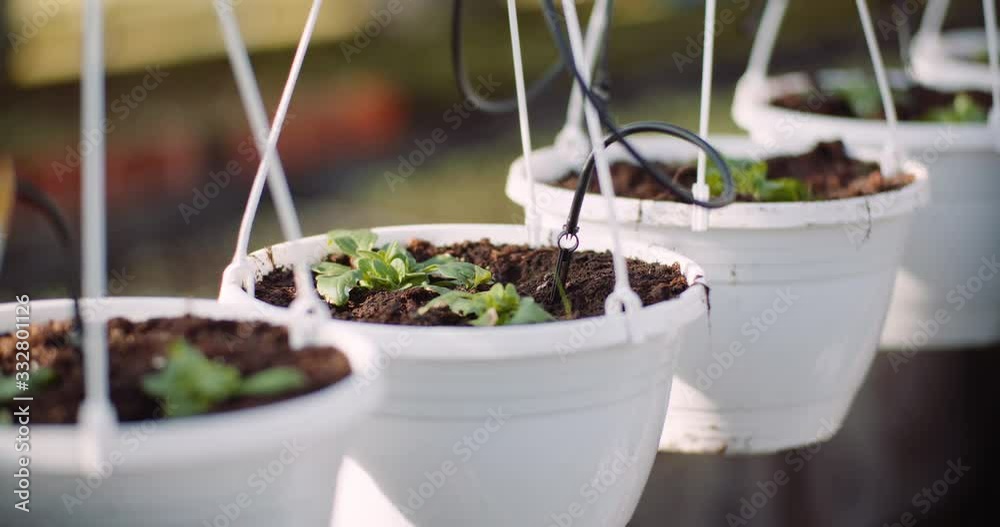 Agriculture - flower seedlings in greenhouse Agriculture - flower seedlings in greenhouse
