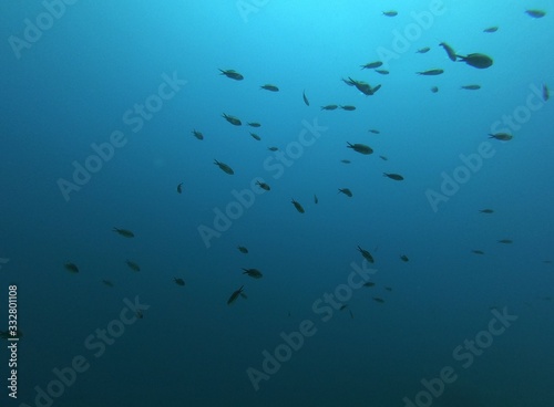 Beautiful Scenery in the Blue Sea, Underwater Ambience © Volkann