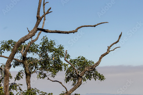 ramas en el cielo