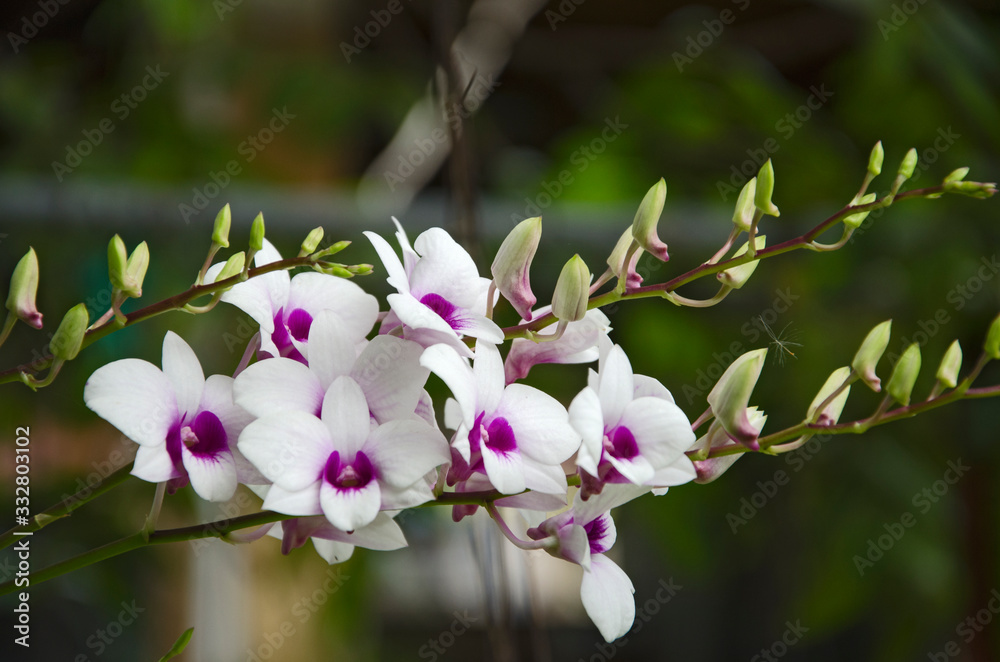 Beautiful flowers of dendrobium orchid in light Beautiful flowers of dendrobium orchid in light