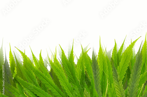 Beautiful fresh green leaf pattern of marijuana tree photo