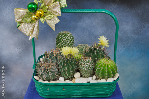 Beautiful green basket of cactus gift for congatulation photo