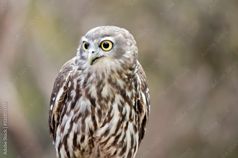 this is a close up of a barking owl this is a close up of a barking owl