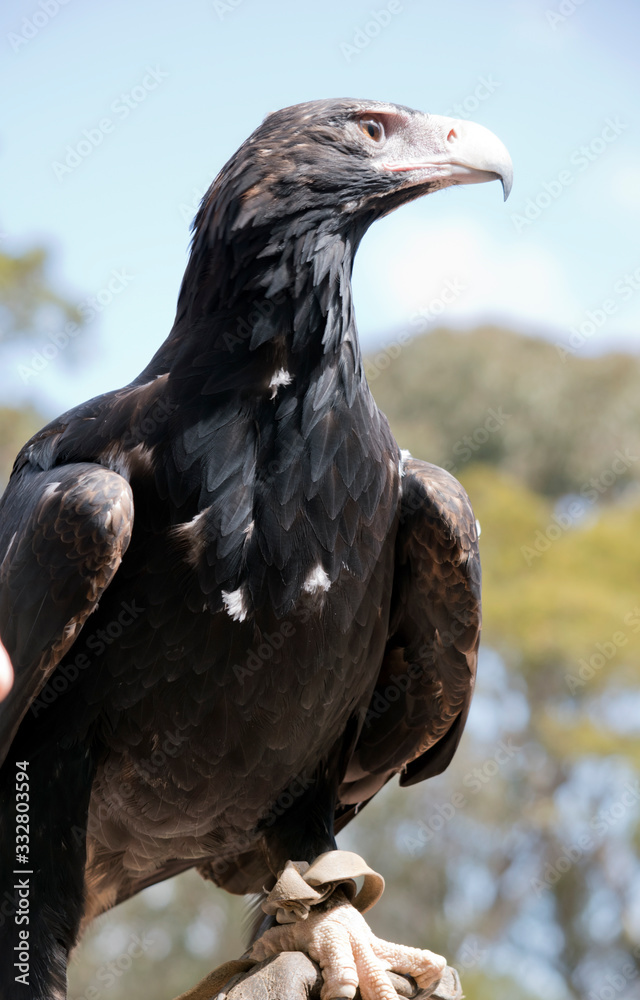 Fototapeta premium the wedge tail eagle is looking for prey