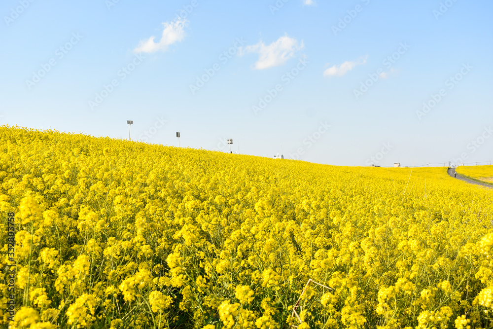 Obraz premium yellow field of oilseed rape