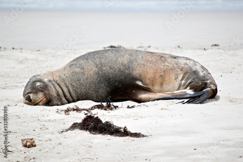 the sea lion is resting in the sand