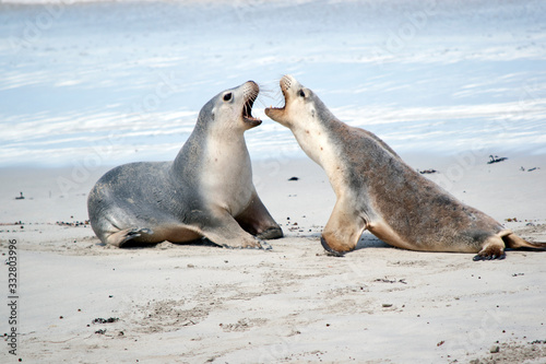 the sea lions are having a disagreement