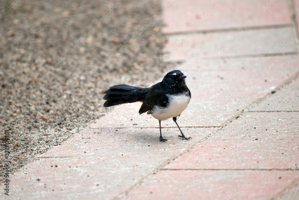 the willy wagtail is a small black and white bird the willy wagtail is a small black and white bird