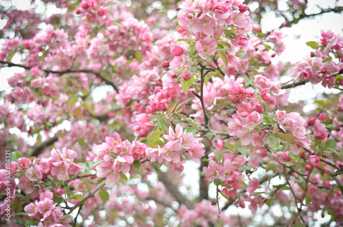 Flowering Apple Tree with Pink Blossoms in Spring © ecbphotos